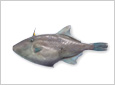 魚津寒ハギ如月王(ウマヅラハギ)