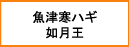 魚津寒ハギ　如月王